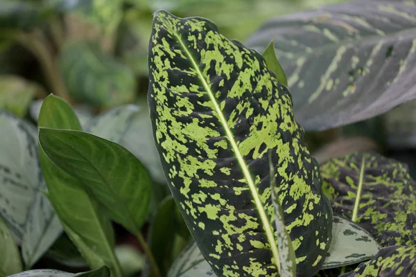 Kalın bitki yaprağı