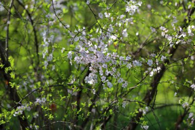 Sakura bahar çiçekli