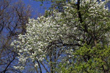 Sakura bahar çiçekli