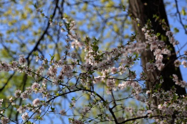 Spring flowering of sakura — Stock Photo, Image