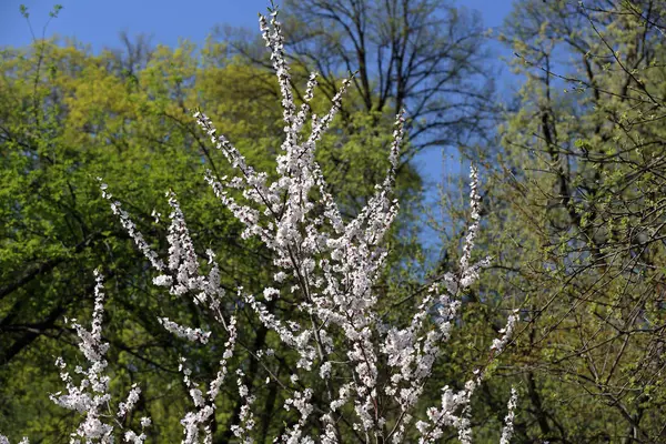 Floración de primavera de sakura —  Fotos de Stock