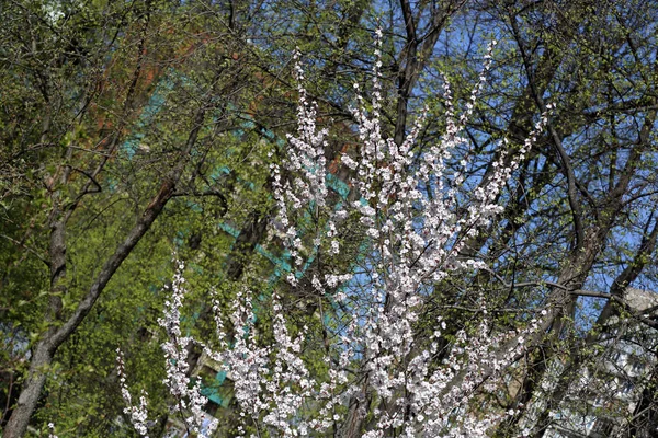 Весенний расцвет сакуры — стоковое фото