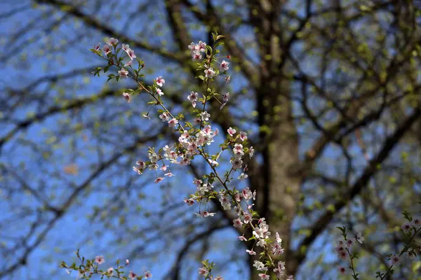 Spring flowering of sakura — Stock Photo, Image