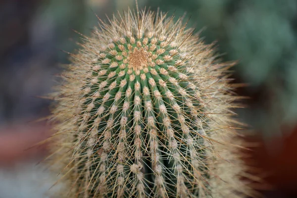 Sällsynta exotiska cactus — Stockfoto