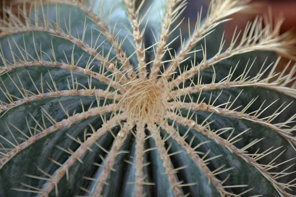 Cactus exóticos raros — Foto de Stock