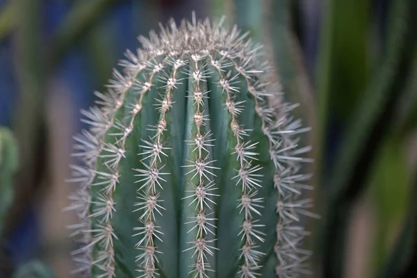 Cactus exóticos raros —  Fotos de Stock