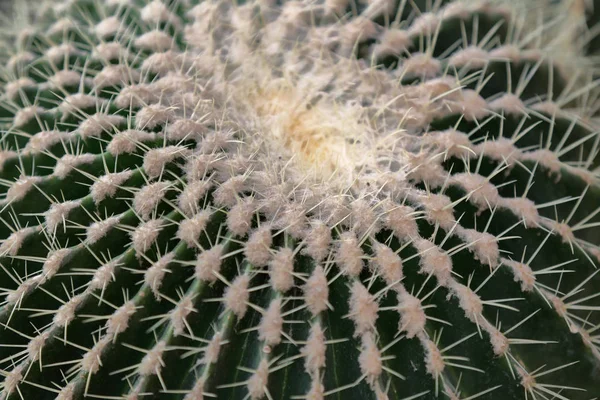 Sällsynta exotiska cactus — Stockfoto