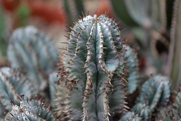 Kaktus eksotis langka — Stok Foto