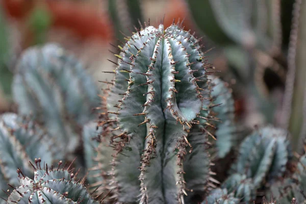 Sällsynta exotiska cactus — Stockfoto