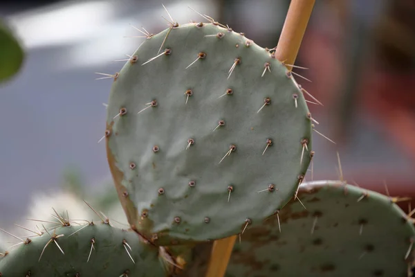 Ritka egzotikus kaktusz — Stock Fotó