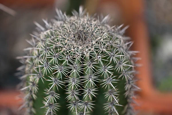 Sällsynta exotiska cactus — Stockfoto