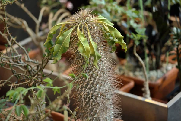 Sällsynta exotiska cactus — Stockfoto