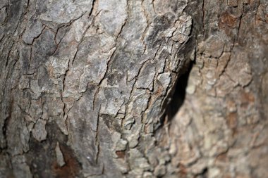 Ağaç kabuğunun dokusu