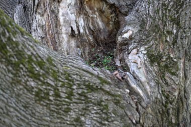 Ağaç kabuğunun dokusu