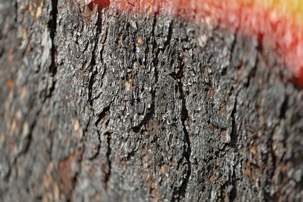 Textura de la corteza de un árbol —  Fotos de Stock