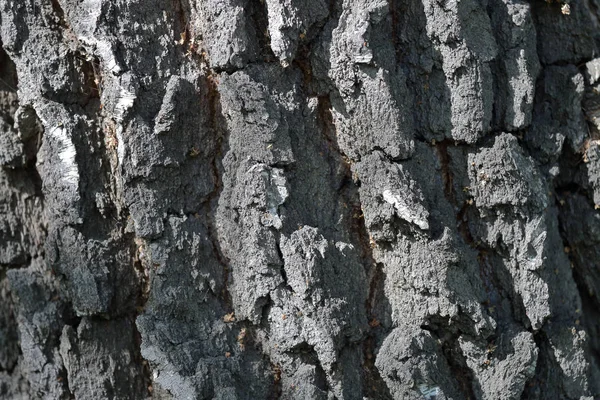Textuur van de schors van een boom — Stockfoto