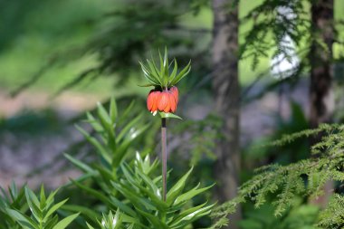 Fritillaria Imperialis'in bahar çiçekleri