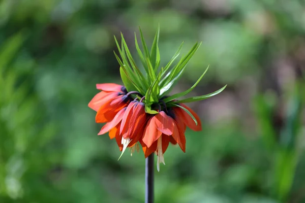 Flor primaveral de Fritillaria Imperialis — Foto de Stock