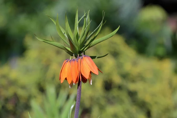 Flor primaveral de Fritillaria Imperialis — Foto de Stock