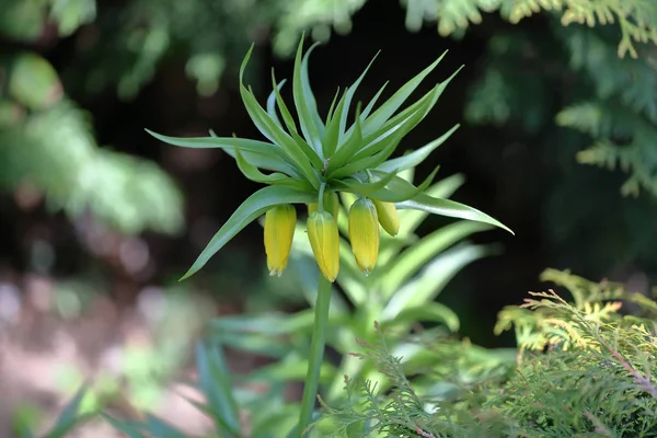 Flor primaveral de Fritillaria Imperialis — Foto de Stock