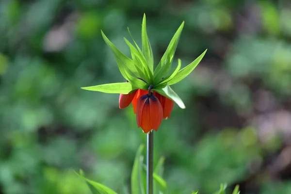 Flor primaveral de Fritillaria Imperialis — Foto de Stock