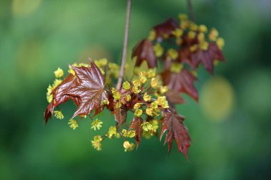 Bahar çiçekli akçaağaç ağacı
