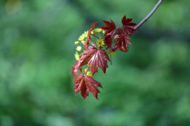Bahar çiçekli akçaağaç ağacı
