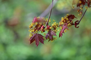 Bahar çiçekli akçaağaç ağacı