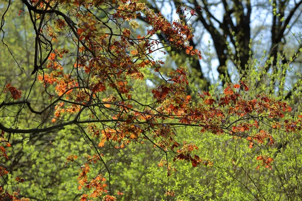 春の開花カエデの木 — ストック写真