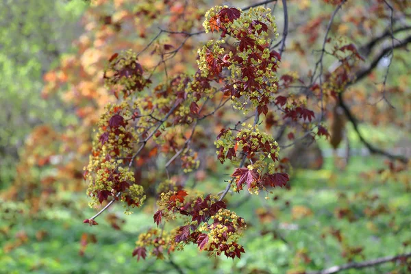 Bahar çiçekli akçaağaç ağacı — Stok fotoğraf