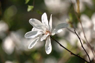Manolya bahar çiçeği