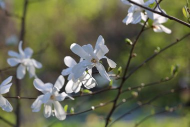Manolya bahar çiçeği