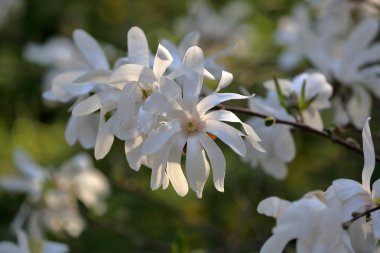 Manolya bahar çiçeği