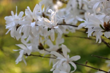 Manolya bahar çiçeği