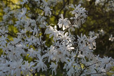 Manolya bahar çiçeği