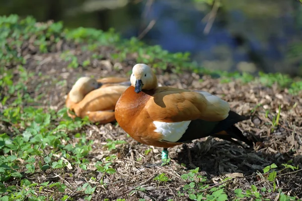 Büyük yetişkin ördek — Stok fotoğraf