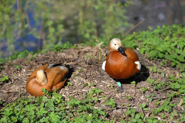 Pato adulto grande — Fotografia de Stock