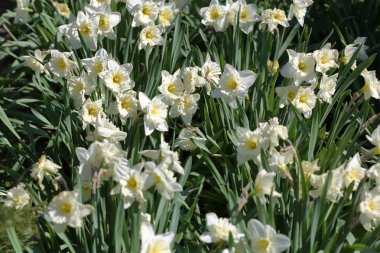 Bahar çiçek çiçeklenme