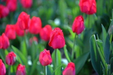 Bahar çiçek çiçeklenme