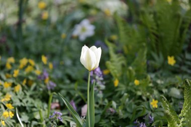 Bahar çiçek çiçeklenme