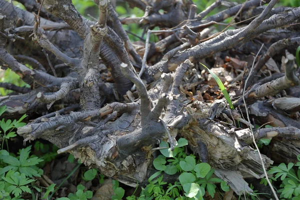 Kořeny stromů na trávníku — Stock fotografie