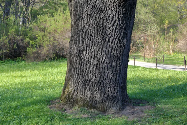 Oak tree in a city park — Stock Photo, Image