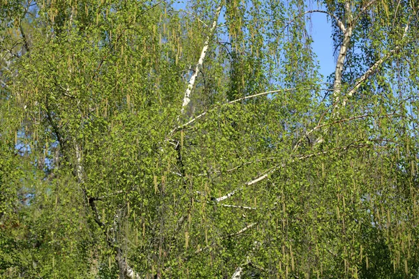 Betulla fiorita primaverile — Foto Stock