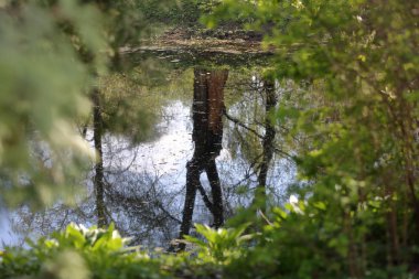 Sudaki ağaç yansıması
