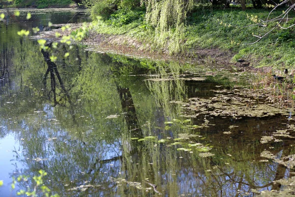 Reflejo del árbol en agua —  Fotos de Stock