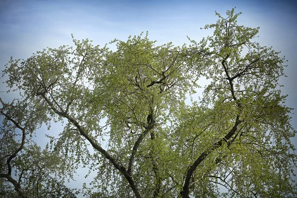Φυλλοβόλο δέντρο εναντίον του ουρανού — Φωτογραφία Αρχείου