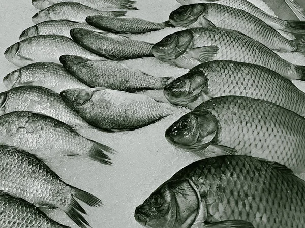 갓 잡은 물고기 — 스톡 사진