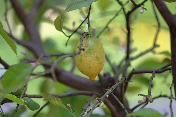 Wild lemon on a branch — Stock Photo, Image