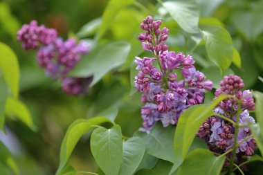 Eflatun çiçekli bahar