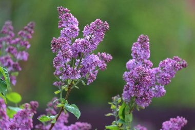 Eflatun çiçekli bahar